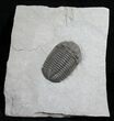 Silica Eldredgeops (Phacops) Trilobite - #4645-2